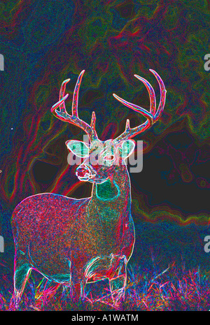 Whitetail buck deer in south Texas brush country looking for a mate. Computer generated. Very colorful. Stock Photo