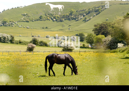 Horses grazing in front of Westbury White Horse hill UK Stock Photo