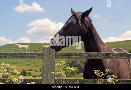 Horse in front of Westbury White Horse Hill UK Stock Photo