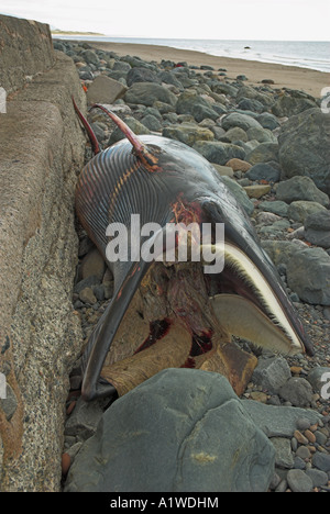 dead minke whale washed up on the beach