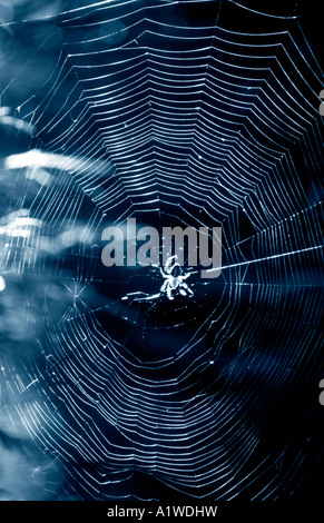 Common garden spider in the back garden Stock Photo - Alamy