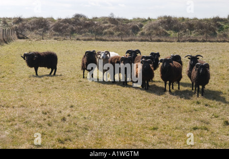 Flock of Hebridean sheep (Ovis aries) used for conservation grazing, Norfolk, England, UK, Europe Stock Photo