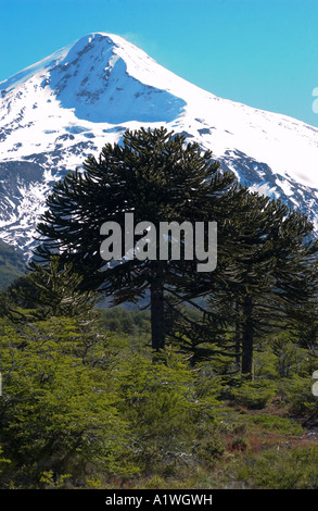 Monkey Puzzle (Araucaria araucana) trees in ancient forest with snow capped Lanin Volcano Lanin National Park Argentina December Stock Photo