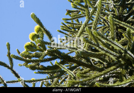 Monkey Puzzle (Araucaria araucana) branches with female seed bearing cones, Lanin N.P., Argentina, South America, December
