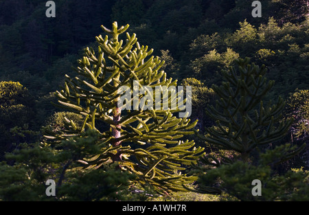 Young monkey puzzle tree (Araucaria araucana) late afternoon ancient forest, Lanin National Park, Argentina, South America Stock Photo