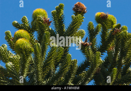 Monkey Puzzle (Araucaria araucana) branches with female seed bearing cones, Lanin N.P., Argentina, South America, December