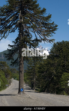 Monkey Puzzle Tree, Araucaria araucana, grows on the middle of the road Lanin NP with the snow capped Lanin Volcano Argentina Stock Photo