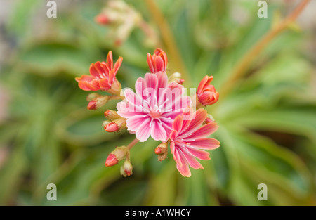 Siskiyou Bitterroot (Lewisia cotyledon) close-up of flowers, in alpine house, North Yorkshire, England, UK, England Stock Photo