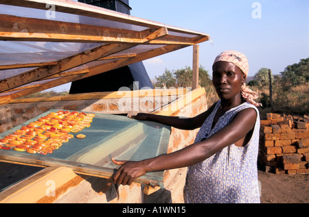 Woman drying tomatoes on solar dryer Uganda Stock Photo