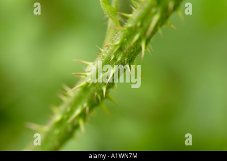 Thorns from bramble plant Rubus Fruticosus agg close up England UK Stock Photo