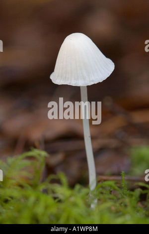 milk drop mycena Mycena galopus var candida autumn east anglia Stock Photo