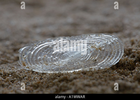 By the wind sailor Velella velella washed up on a Cornish beach winter Stock Photo