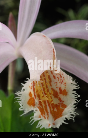 Pleione Eiger grex.  Terrestrial or lithophytic orchid. Stock Photo