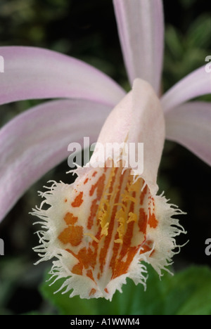 Pleione Eiger grex.  Terrestrial or lithophytic orchid. Stock Photo