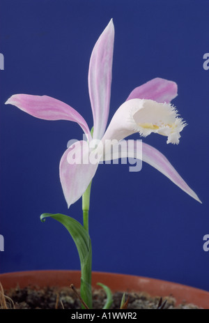Pleione bulbocodioides. Terrestrial or lithophytic orchid. Stock Photo