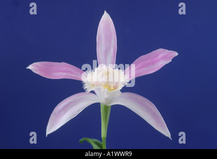 Pleione bulbocodioides. Terrestrial or lithophytic orchid. Stock Photo