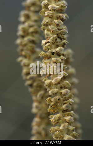 hazel catkins Corylus avellana showing detail on the catkins Stock Photo