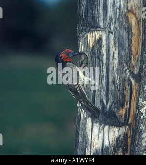 Black collared Barbet Lybius torquatus Stock Photo