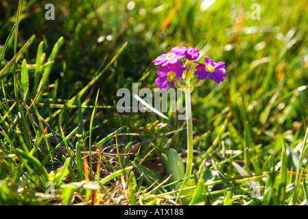 Rare Scottish primrose Primula scotica Yesnaby Orkney Scotland UK Stock ...