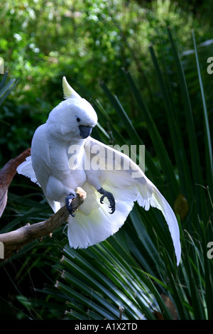 Cockatoo at the Alligator Farm Stock Photo