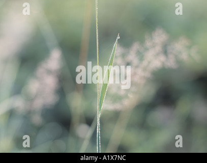Close-up of morning dew on grass leaf, The Ardennes, Belgium. Stock Photo