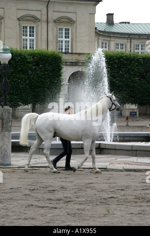 Soldier exercising a horse outside the Christiansborg Palace in Copenhagen Stock Photo