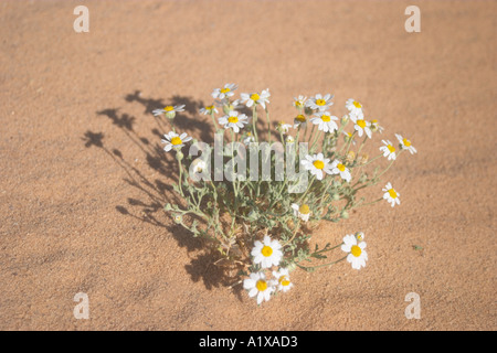 Flowers growing in the Desert of Sin Sinai Peninsula Egypt Stock Photo