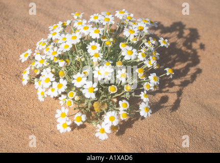 Flowers growing in the Desert of Sin Sinai Peninsula Egypt Stock Photo
