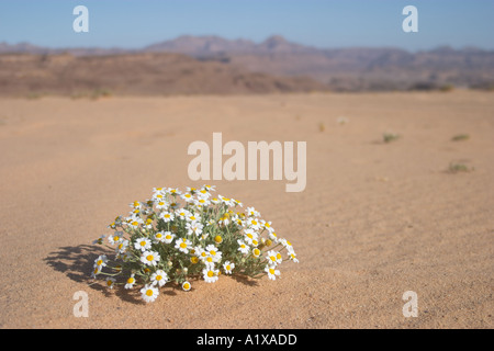 Flowers growing in the Desert of Sin Sinai Peninsula Egypt Stock Photo