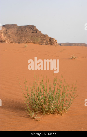 The Desert of Sin at Sarabit el Kadim Sinai Peninsula Egypt Stock Photo