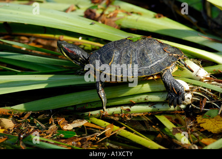 Red eared slider, Trachemys scripta elegans Stock Photo