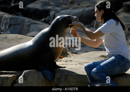A California sea lion Zalophus californianus having its teeth cleaned by a handler at the National Zoo in Washington DC Stock Photo