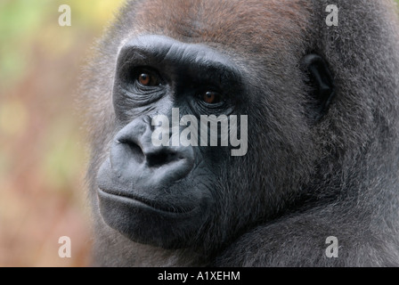 The western lowland gorilla, Gorilla gorilla gorilla Stock Photo