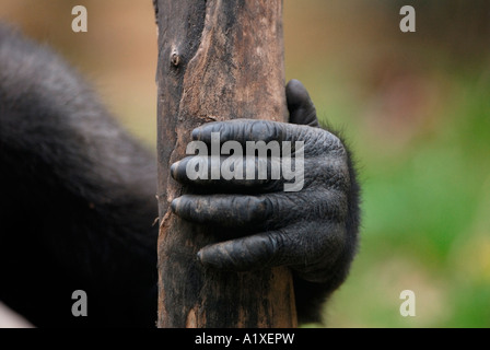 Gorilla hand Stock Photo