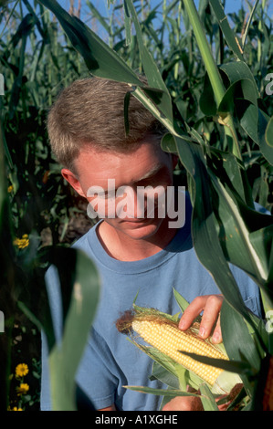A farmer checks his maize in the field, which is growing poorly and ...