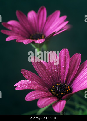 Osteospermum Purple Osoutis two flowers with water drops against dark green background Stock Photo