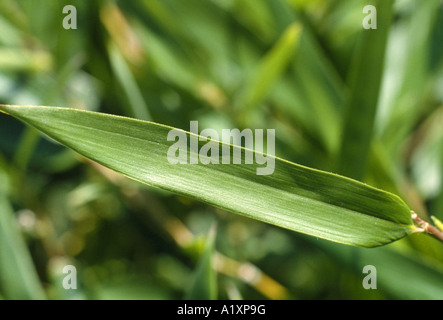 BAMBOO LEAF (BAMBUSA SP.) SHOWS PARALLEL VENATION, TYPICAL OF MONOCOT LEAVES / STUDIO Stock Photo