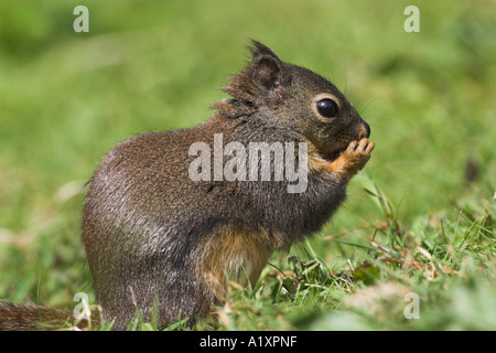 Douglas squirrel (Tamiasciurus douglasii) Burnaby lake, Vancouver, Canada. Stock Photo