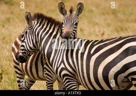 2 zebras crossing necks , Masai Mara , Kenya Stock Photo