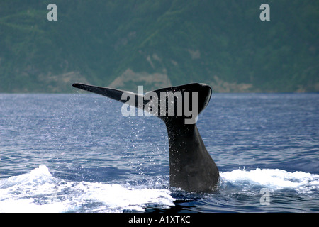 Sperm Whale Diving , Azores , North Atlantic Stock Photo