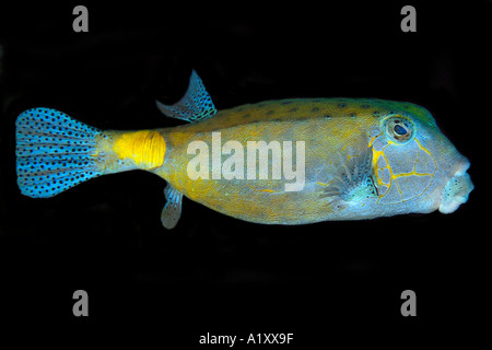 Yellow boxfish Ostracion cubicus large adult Namu atoll Marshall Islands N Pacific Stock Photo