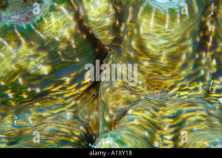 Horseshoe clam Hippopus hippopus mantle detail Namu atoll Marshall Islands N Pacific Stock Photo