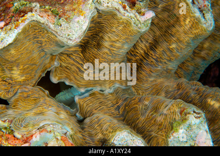 Horseshoe clam Hippopus hippopus mantle detail Namu atoll Marshall Islands N Pacific Stock Photo