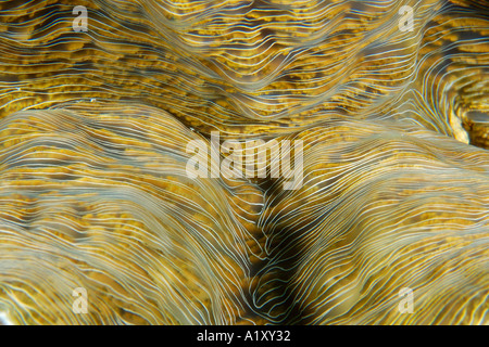 Horseshoe clam Hippopus hippopus mantle detail Namu atoll Marshall Islands N Pacific Stock Photo