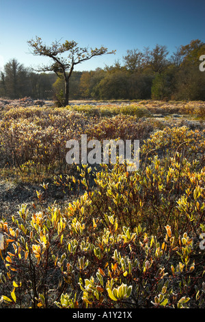Frosty morning in a New Forest glade, New Forest National Park, Hampshire, England Stock Photo