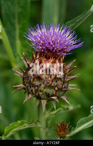 Cynara cardunculus or Cardoon Stock Photo