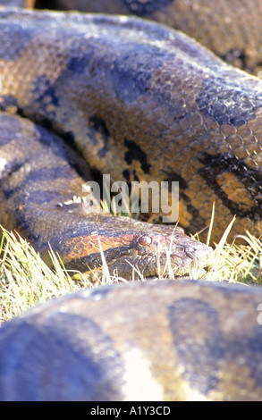 Anaconda, Eunectes murinus, snake, LOS LLANOS, Venezuela, South America ...