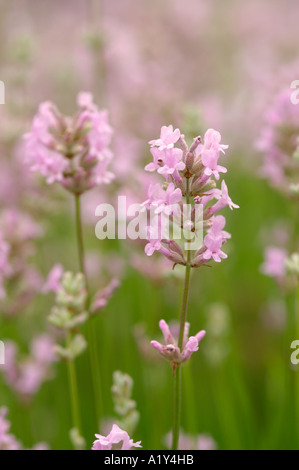 Lavandula angustifolia Rosea English Lavender Stock Photo