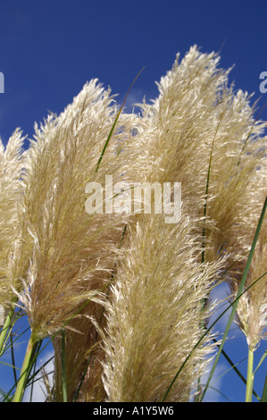 Cortaderia selloana Pampas Grass Stock Photo