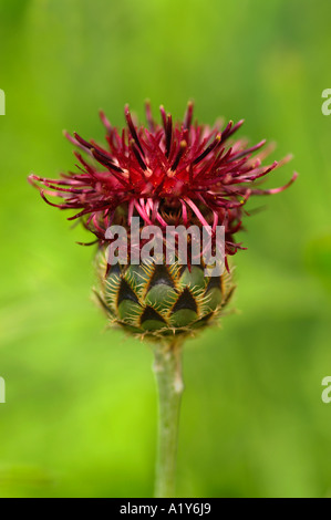 Centaurea benoistii close up Stock Photo
